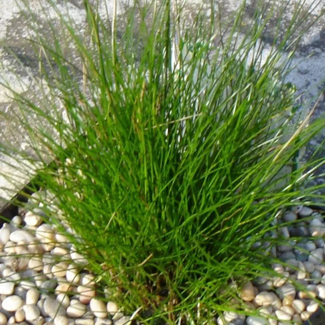 ELEOCHARIS ACICULARIS plante bassin tapissante oxygenante 2