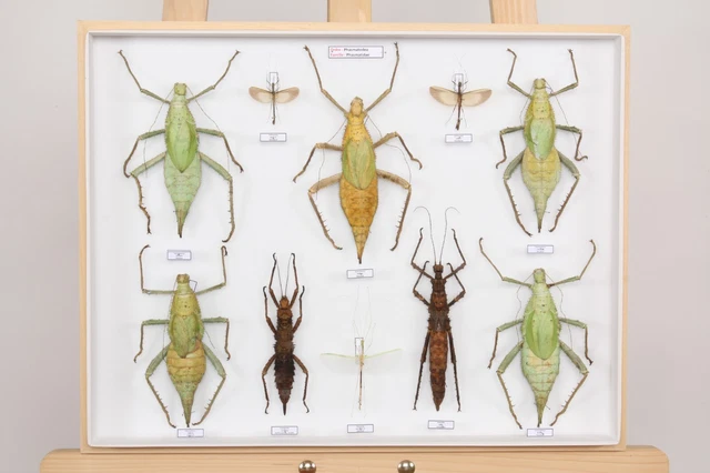 ENTOMOLOGIE LOT COLLECTION du Muséum des insectes du monde Lot N°10 ...