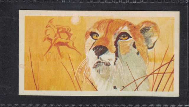CHEETAH - 45 + year old English Trade Card # 22