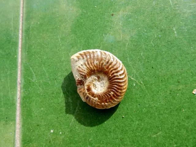 Fosiles Ammonite " Bonito Pseudogrammoceras  Pirit.  Aveyron (Francia) - 11A22 " 2