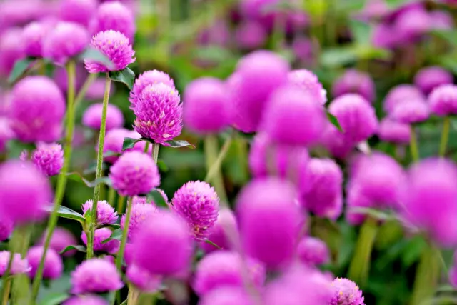 30 X Salmon Rose Billy Buttons Seeds,Globe Amaranth,Flowers,Edible Herbal Garden