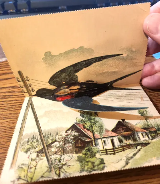 Vintage Postcard Fold Out Honeycomb Novelty Bird Undivided Back Unposted