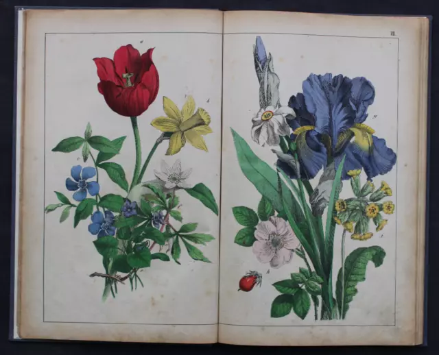 30 Bilder Zum Anschauungs-Unterricht Für Die Jugend,Ii.theil,1873,Selten