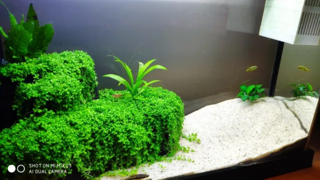 Fluval spec Large planter 3D printed Planter Ornament nano tank 