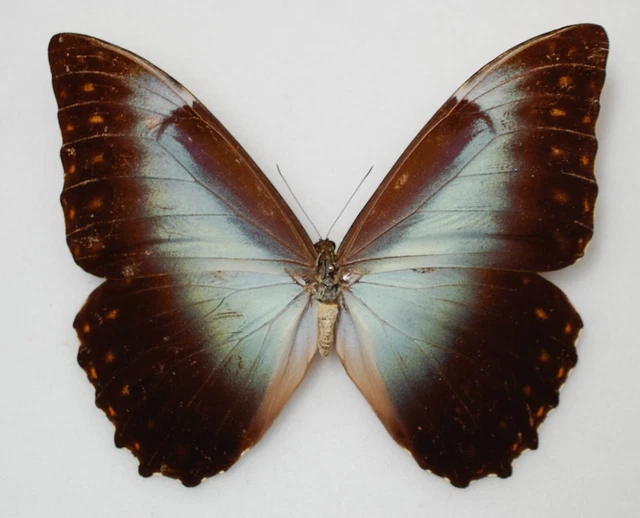 male Morpho telemachus ssp foucheri !! from  Obidos (para) Brazil
