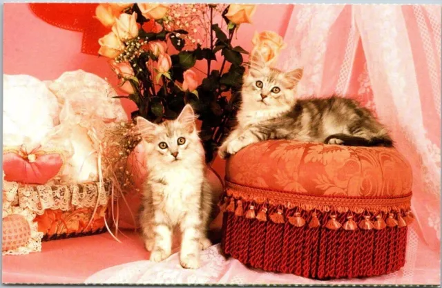 Kittens Pic New York North Shore Animal League Vintage Chrome Postcard A99