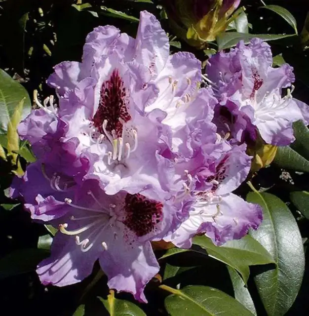 Großblumige Rhododendron Blue Peter 30-40cm - Alpenrose