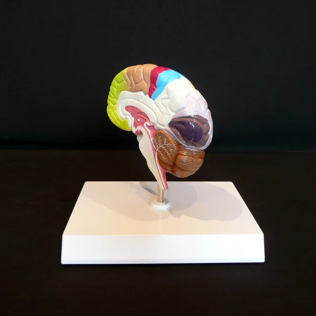 ANATOMICAL HUMAN BRAIN Cross-Section Model - Medical Anatomy £36.59 ...