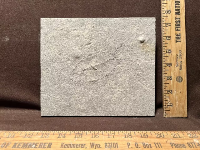 Unprepared Fossil Fish Green River Formation Wyoming Eocene