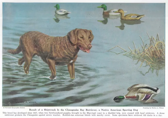 Chesapeake Bay Retriever - CUSTOM MATTED - 1947 Vintage Color Dog Art Print