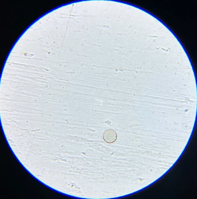 Antique A.C. Cole Microscope Slide Diatom Biddulphia Reticulata Rio de Janeiro
