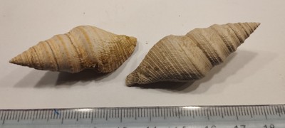 GASTEROPODE PLIOCENE DE FLORIDE ECHINOFULGUR 