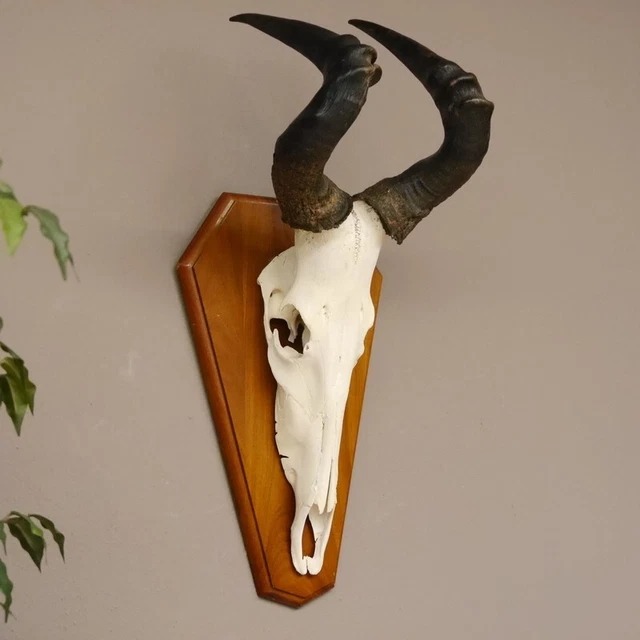 Hartebeest Búfalo Trofeo de Calavera Hl 49 CM Con Toda Nariz África Antílope