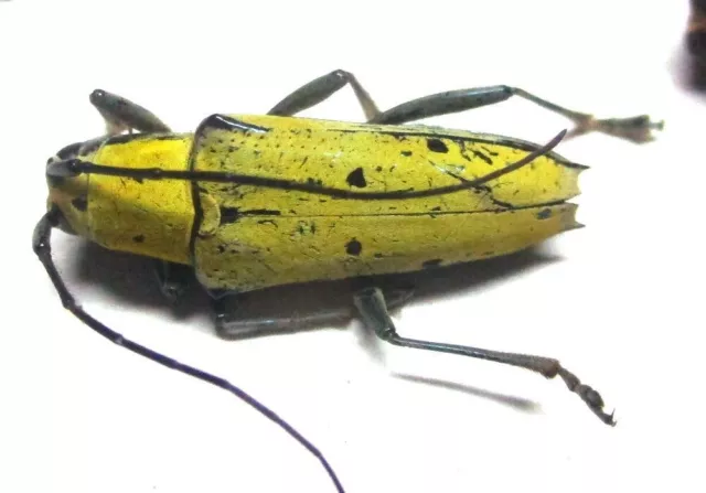 N011 WLDS | MI : Cerambycidae: Glenea (Punctoglenea) sexpunctata 17mm**********