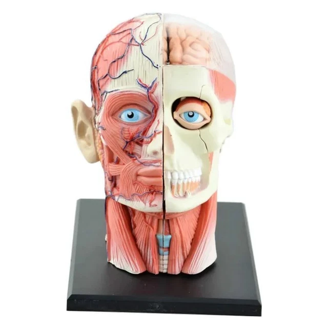 Humans Skeleton Anatomical Model Brain Nasal Oral Pharynx Larynx 4D Assembled