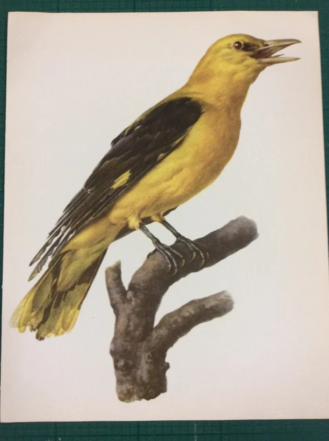 Vintage Book Plate Print The Golden Oriole