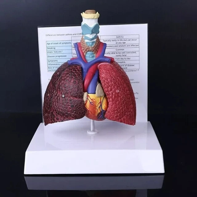 Life Size Human Lung Model Anatomical Respiratory System Anatomy For School Science Resources Study Display Teaching Tool main image 1