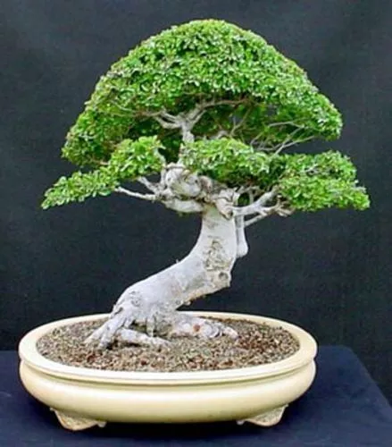 Japanese Elm Zelkova Serrata, Japanese Elm  tree seeds Bonsai GARDEN UK SELLER*