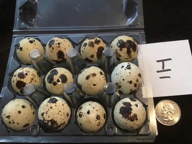 Lote de 12 huevos de codorniz de codorniz de un agujero artesanías de Pascua de color natural real volados I