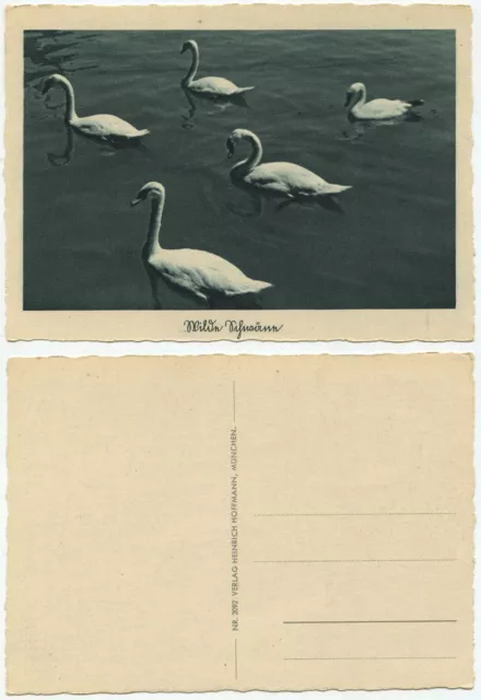 35070 - Wild Swans - Old Postcard