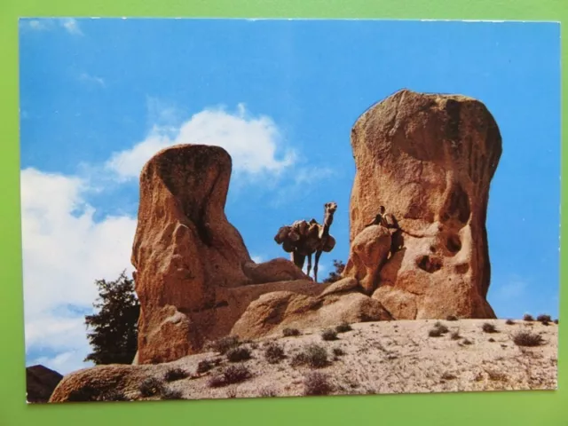 337M - Maroc - Carte postale - Chameau dans les rochers de Tafraout