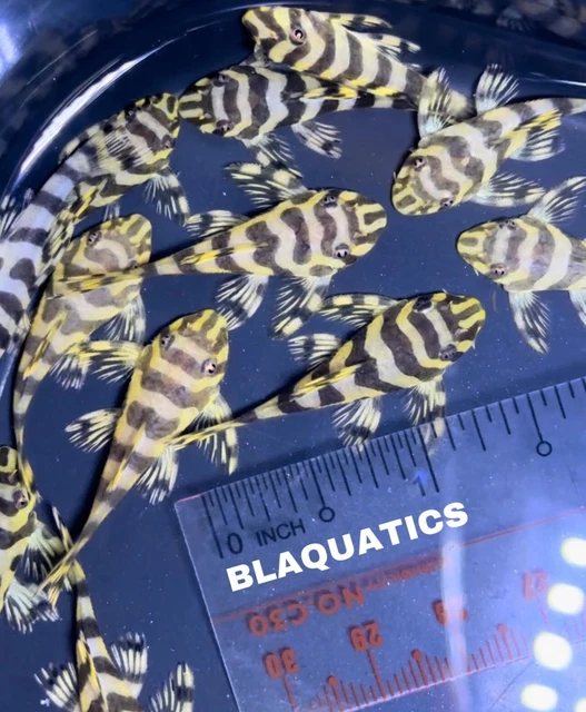 1 L134 ( Size 3+ Cm)Leopard Frog Pleco- High Quality Pleco - USA SELLER