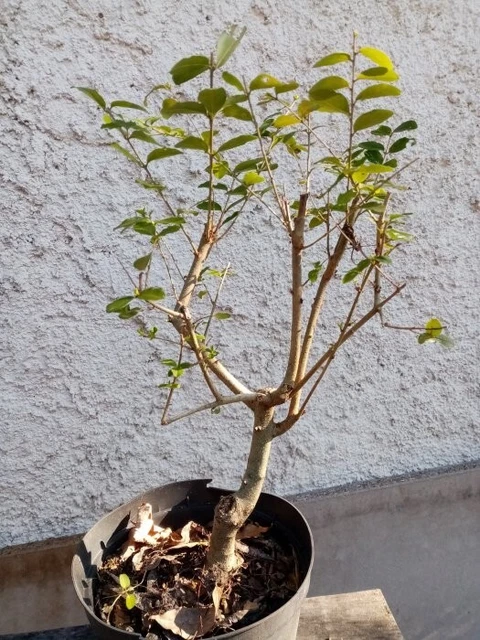Bonsai - Pré bonsai chêvrefeuille arbustif