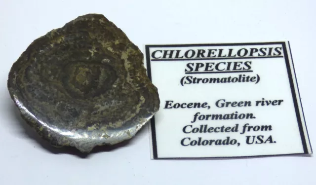 Stromatolite Fossil Chlorellopsis Eocene Green River Formation Colorado USA