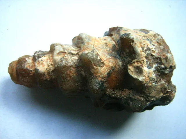 Fossile, achatisierte TURMSCHNECKE aus Marokko