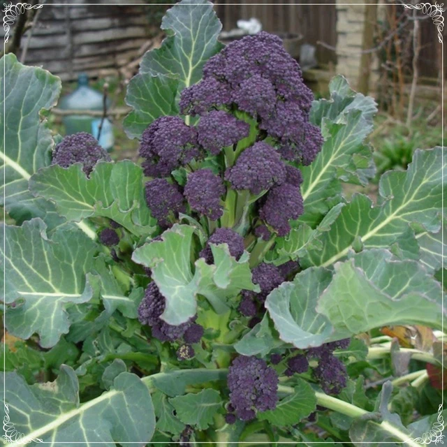 20+ Flowering Broccoli Plant