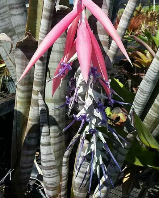 5 X Billbergia Brasiliense's .Fresh Seeds Of This Tropical Exotic Plant