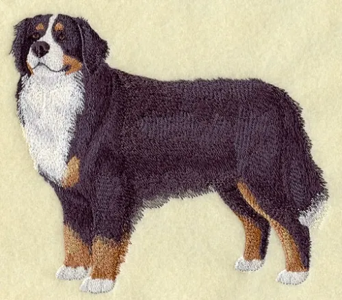 Embroidered Short-Sleeved T-shirt - Bernese Mountain Dog C9616 Sizes S - XXL