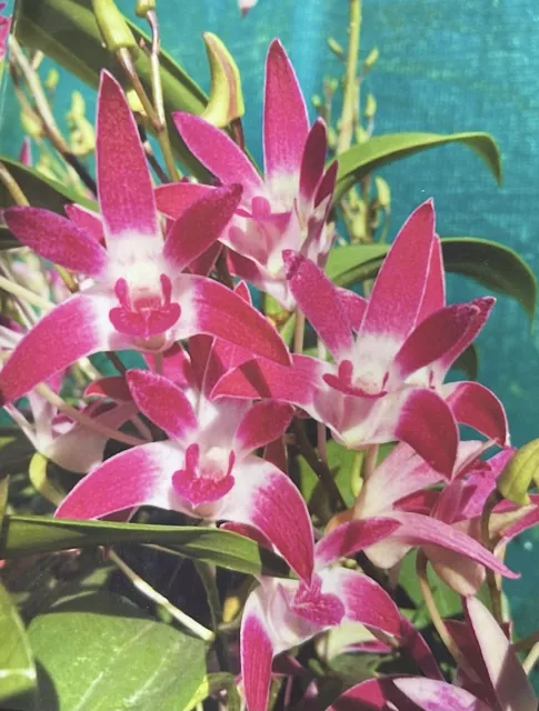 Orchid Dendrobium Class  Vivid, dark, attractive flower, puts on amazing display