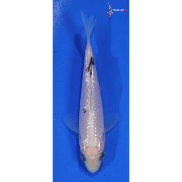 3.5" GIN RIN SHIRO BEKKO Koi live fish standard fin nextdaykoi NDK