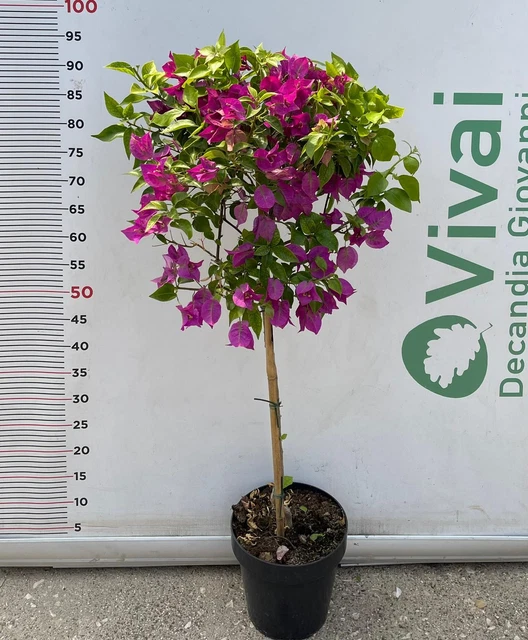 POWERS TO FLOWERS - BOUGAINVILLEA, BUGANVILLEA, ARANCIONE, vaso 17 cm diametro, altezza 70cm, pianta vera