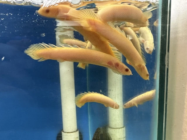 Albino Senegal Polypterus 3-3.5” -Live Freshwater Tropical Aquarium Fish