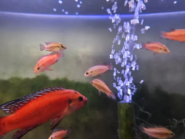 Turkana Jewel Cichlid unsexed 6 pack Dwarf African Cichlid 1.5 to 2.5 inch.