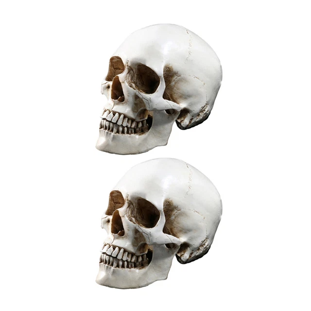 2 Pcs Human Skull Bone Model Halloween Decorations Outdoor Crafts