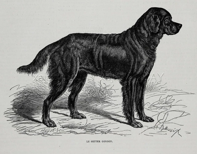 Dog Gordon Setter Dog Breed ID'd, 1870s Antique Engraving Print