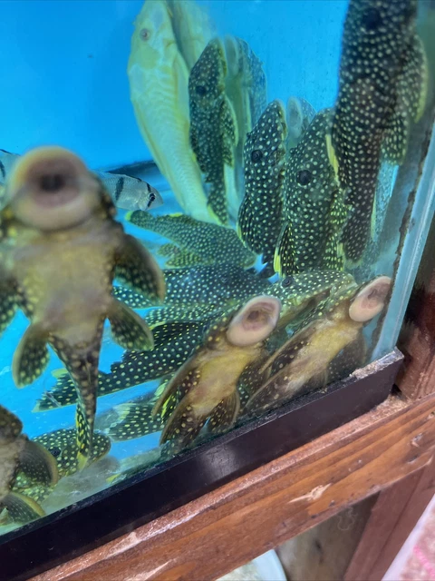 L018 Big Spot Gold Nugget Pleco 4 Inch Tropical Live Fish