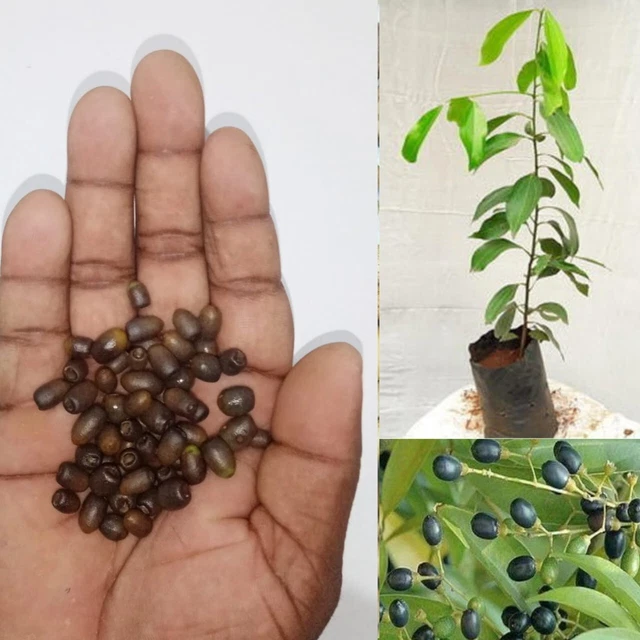 CINNAMON TREE SEEDS (Cinnamomum verum) Fast Growing Ceylon plant 20