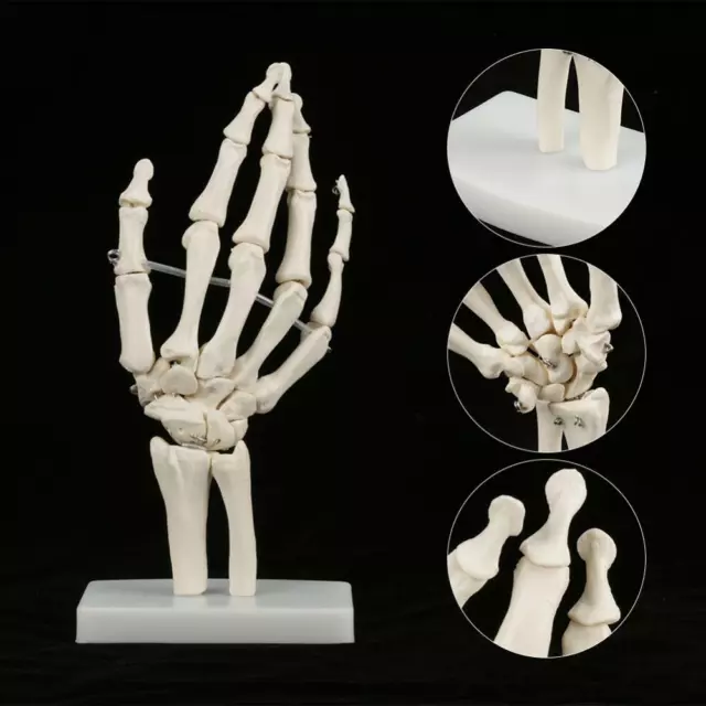 Hand Skelett Modell Medizin Anatomisch Knochenteile Anatomie Hand Joint Model