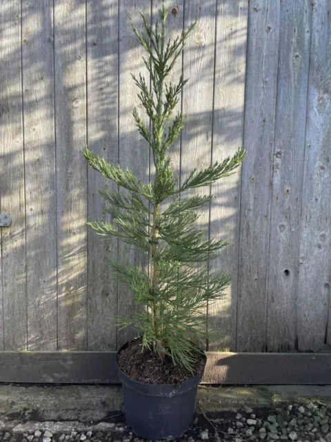 Giant Redwood 'Glaucum' | Sequoiadendron giganteum 80/100cm 10L