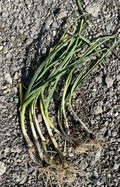 1 Plant de POIREAUX PERPETUELS Poireaux Vivaces de Mon Jardin