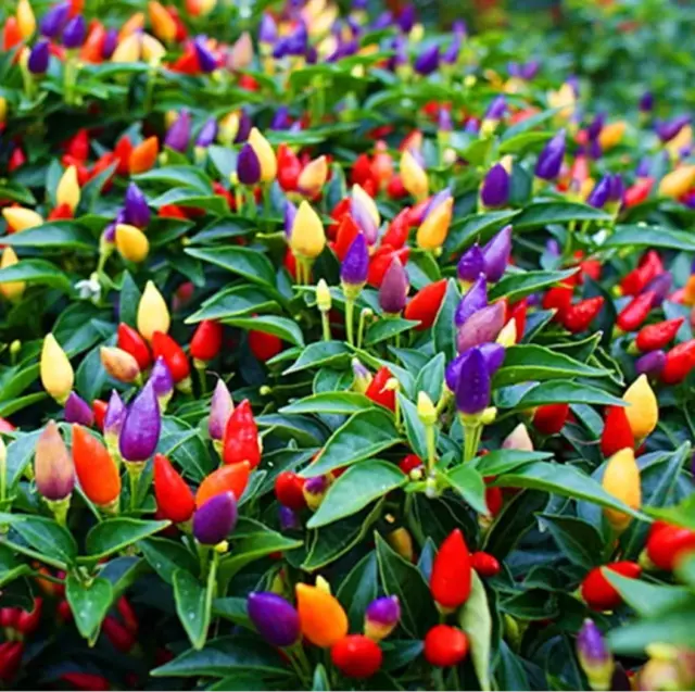 Bolivian Rainbow Chilli  Pepper Seeds - Choose Quantity