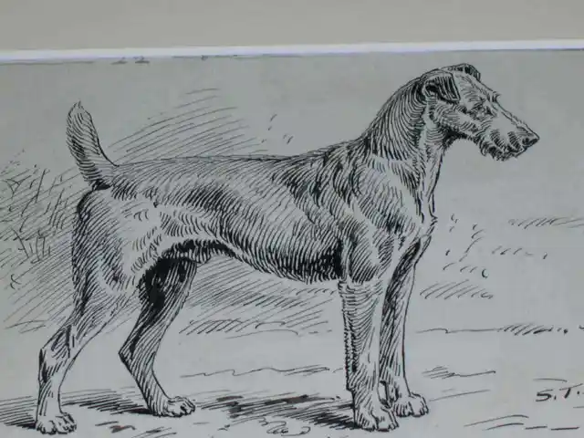 Original 1895 Antique Irish Terrier Dog Pen & Ink Drawing By S.t. Dadd