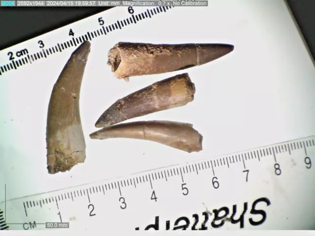 Kleiner 3-3,5 cm Kreide Dinosaurier Ära Plesiosaurier Marine Reptil Zahn
