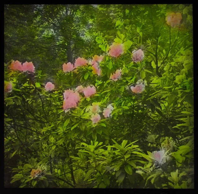 Glass Magic Lantern Slide RHODODENDRONS DATED 1946 PHOTO PLANTS FLOWERS