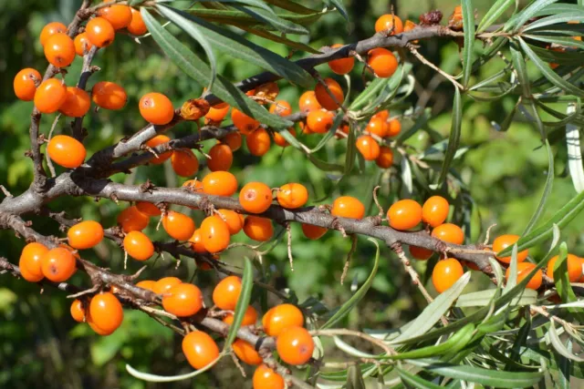 100 Samen Sanddorn Hippophae rhamnoides Frucht Baum Strauch Schlehe Wild Obst