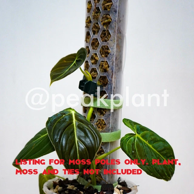 MEDIUM MOSS POLE Peak Plant ( Aroid monstera anthurium philodendron  variegated ) $28.00 - PicClick AU